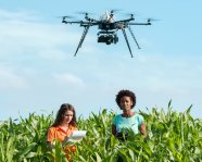 Drohne fliegt über ein Maisfeld mit Studenten